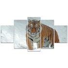 Kit Placas Quadros Decorativos 5 Pçs 3d Borda Infinita Tigre