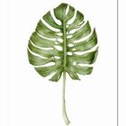 Kit Placas Quadros Decorativos 5 Peças Mdf 20x30 Flamingo