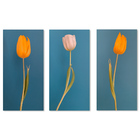 Kit Quadros Decorativos Tulipas