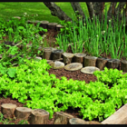 Kit Semente Horta Nº 6 - 8 Unidades - Feltrin