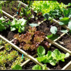 Kit Semente Horta Nº 6 - 8 Unidades - Feltrin