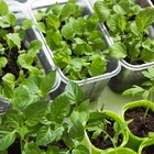 Kit Semente Temperos Primeira Horta - Cebolinha Salsa Tomate