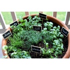 Kit Semente Temperos Primeira Horta - Cebolinha Salsa Tomate