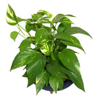 Kit Vaso Bacia + Muda De Jiboia Decoração Com Substrato Azul