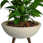 Kit Vaso Bacia + Muda De Jiboia Decoração Com Substrato Bege