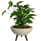 Kit Vaso Bacia + Muda De Jiboia Decoração Com Substrato Bege