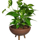 Kit Vaso Bacia + Muda De Jiboia Decoração Com Substrato Marrom