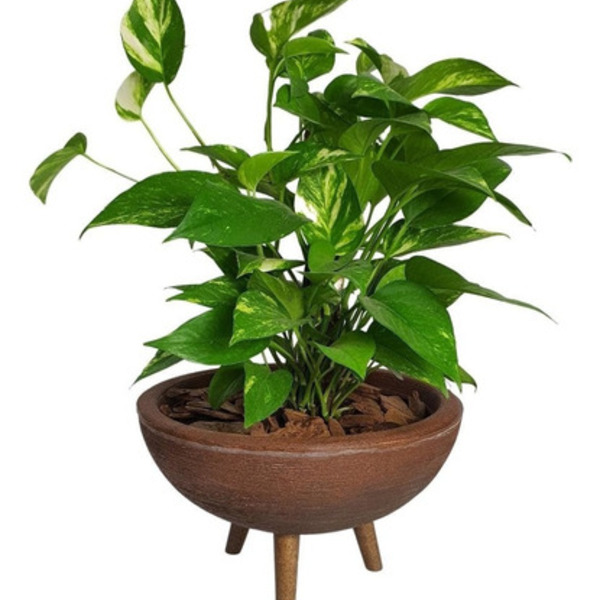 Kit Vaso Bacia + Muda De Jiboia Decoração Com Substrato Marrom