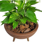 Kit Vaso Bacia + Muda De Jiboia Decoração Com Substrato Marrom