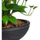 Kit VKit Vaso Bacia + Muda De Jiboia Decoração Com Substrato