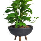 Kit VKit Vaso Bacia + Muda De Jiboia Decoração Com Substrato