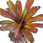 Kokedama Ornamental Afonso