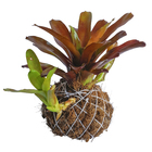 Kokedama Ornamental Afonso