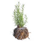 Kokedama Tempero Afonso