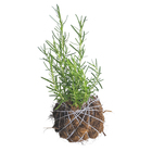 Kokedama Tempero Afonso