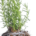 Kokedama Tempero Afonso