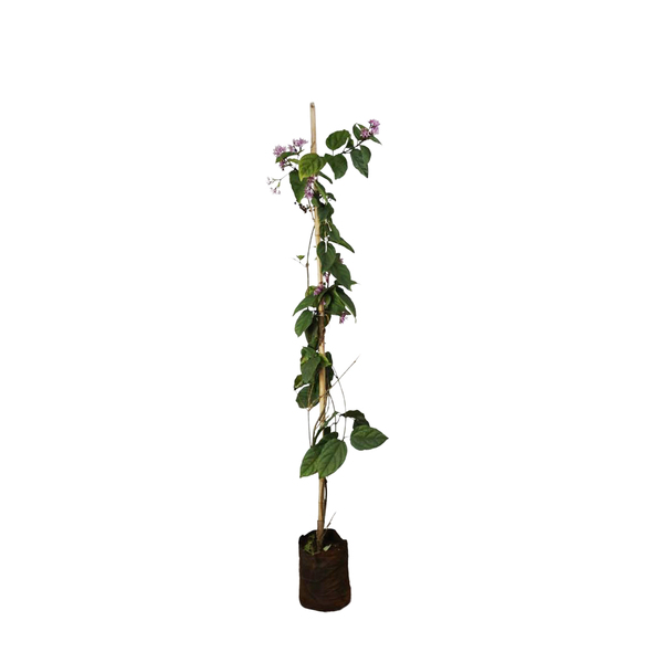 Lágrima de Cristo Branca 80cm Planta Natural