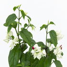 Lagrima de Cristo P14