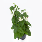 Lagrima de Cristo P14