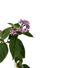 Lágrima de Cristo Vermelha 80cm Planta Natural