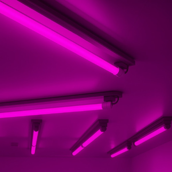 Lampada Led Tubular T8 Rosa Bivolt 18w Ip20 Alut By Avant