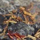 Lascas De Lenha Laranjeira 1kg - Bom De Brasa