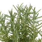 Lavandula Pote 15 Planta Natural