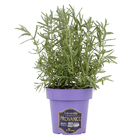 Lavandula Pote 15 Planta Natural