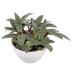 Ledeubouria Socialis Cuia 13