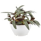 Ledeubouria Socialis Cuia 13