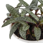 Ledeubouria Socialis Cuia 13