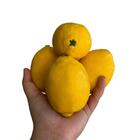 Limão Artificial Decorativo 6 Unidades Ideal Para Cestas E Va