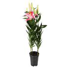 Lírio After Eight Pote 16