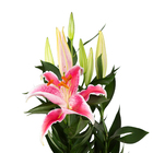 Lírio After Eight Pote 16