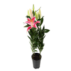 Lírio After Eight Pote 16