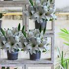 Lírio Artificial Em Buquê Realista Com 9 Unidades - Ideal Par