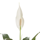 Lírio da Paz Pote 11