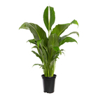 Lírio da Paz Pote 15