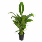 Lírio da Paz Pote 15