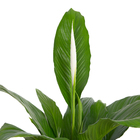 Lírio da Paz Pote 15