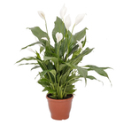 Lírio da Paz Pote 24