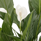 Lírio da Paz Pote 24