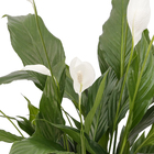 Lírio da Paz Pote 24