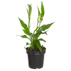 Lírio da Paz Sphatifilium Pote 11 Planta Natural