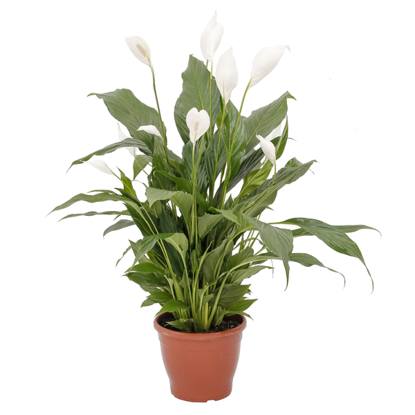 Lírio da Paz Sphatifilium Pote 24 Planta Natural