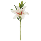 Lírio Silvestre 3D Salmão