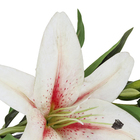 Lírio Silvestre 3D Salmão