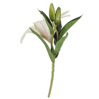 Lírio Silvestre 3D Salmão