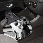 Lixo Car  Gato Sphynx Material Neoprene 3 Mm 30x25