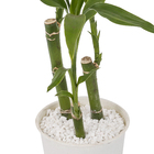 LUCKY BAMBOO PT12